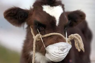 В Ливнах хотели продать телят без документов