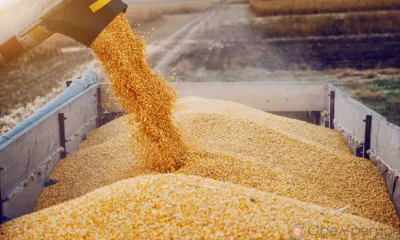 Из Орловской и Курской областей экспортировано более 9 тысяч тонн зерна и продуктов его переработки