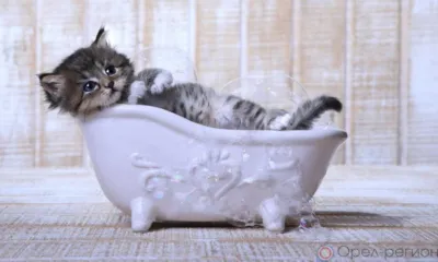 Орловцам сообщили об отключении горячей воды