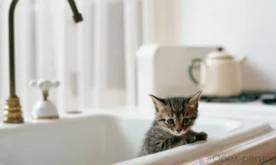 В Орле перенесли сроки плановых отключений горячей воды