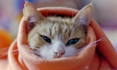 В Орле четыре многоэтажки на ул. Комсомольской остались без отопления