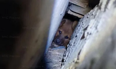 В Орле щенок не смог пройти между плитами