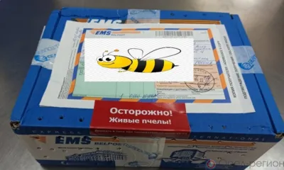 В Ливны прислали белорусских пчёл