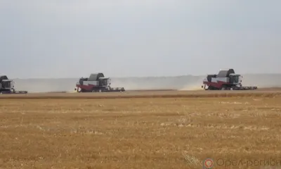 Щедрость орловского хлебного поля