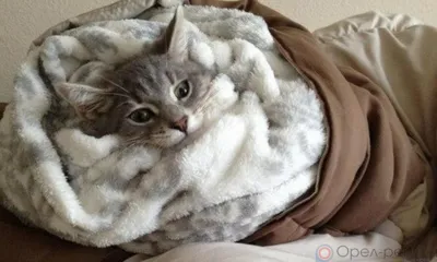 Часть Заводского района Орла из-за аварии осталась без тепла