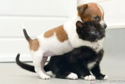 Орловские пожарные спасли из горящей квартиры кошку и собаку