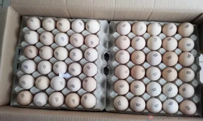 В Орловскую область впервые ввезли инкубационные куриные яйца из Турции