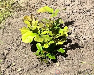 Тургеневский дуб продолжает удивлять орловцев