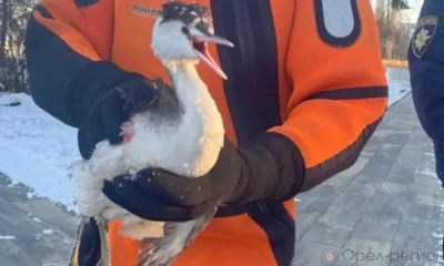 Орловские спасатели вновь освободили птицу из ледяного плена