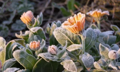 Ночью температура воздуха в Орловской области опустится до -3°С