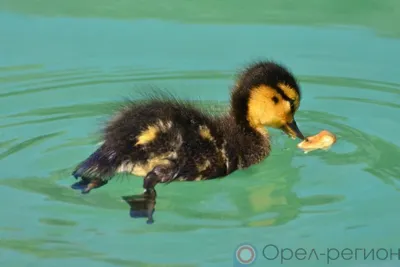Верховный суд запретил россиянам держать сельскохозяйственных животных на землях, предназначенных для садоводства