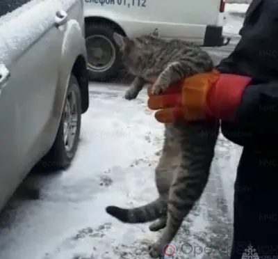 В Орле спасатели достали кота из-под капота автомобиля