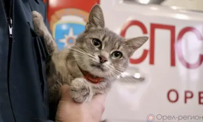 Кошка Маруся из Орла отправилась в командировку в зону СВО