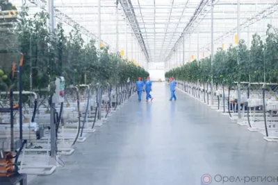 На территории тепличного комплекса под Орлом упразднена карантинная фитосанитарная зона