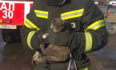 В Орле два кота просидели на дереве несколько дней