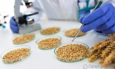 В Орловской области семеноводческие посевы обследовали на наличие ГМО