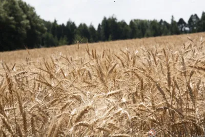 В Орле проводится региональный конкурс для аграриев