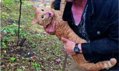 В Орле спасли рыжего кота