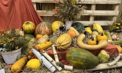 В Орловском техникуме сферы услуг оценили самые большие, красивые и оригинальные тыквы