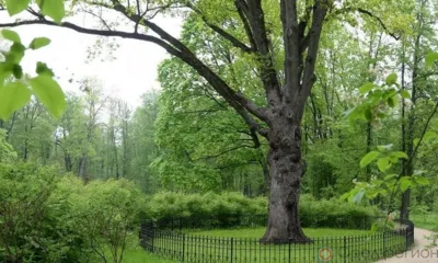 Тургеневский дуб признан главным деревом страны