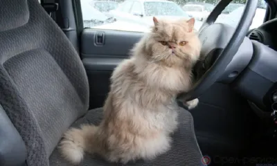 Орловским водителям временно ограничат движение по улице Комсомольской