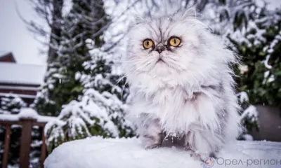 Орловцев ждёт ухудшение погоды