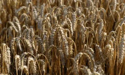 За рубеж отправлено более 33 тысяч тонн растительной продукции из Орловской области