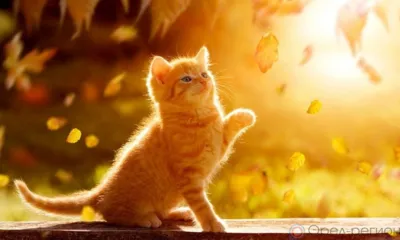 Орловцам в первые дни октября пообещали до 25 градусов тепла