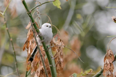 фото Светланы Шавыкиной