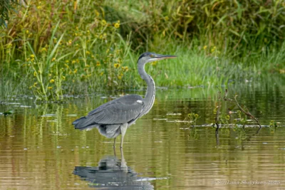 фото Светланы Шавыкиной