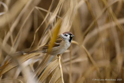фото Светланы Шавыкиной