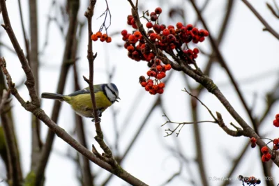 фото Светланы Шавыкиной