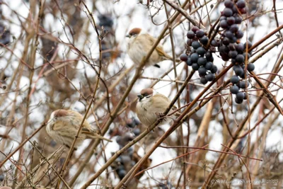 фото Светланы Шавыкиной