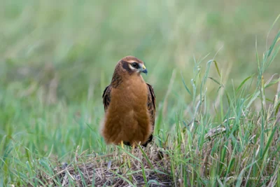 фото Светланы Шавыкиной