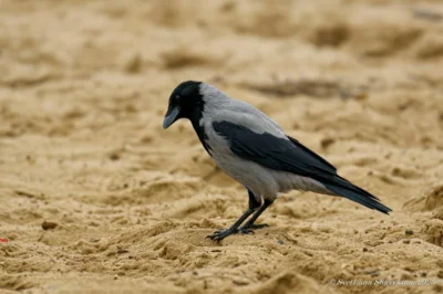 фото Светланы Шавыкиной