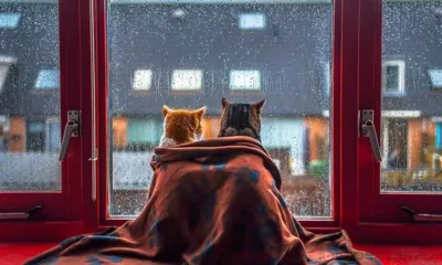 Орловцев ожидает дождливая и ветреная погода