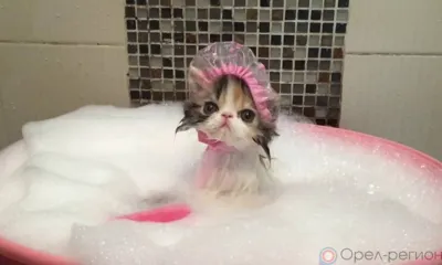 Сегодня орловцам включат горячую воду