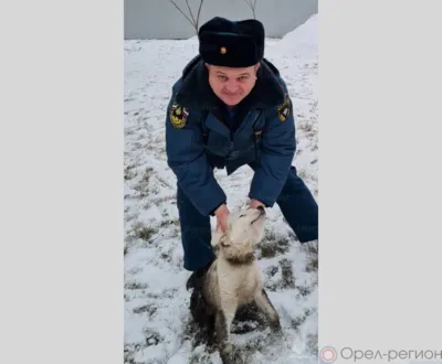 Ливенские спасатели помогли выбраться застрявшему в заборе щенку