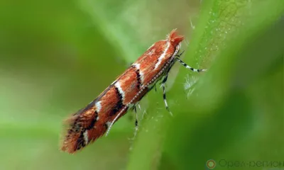 Минирующая моль положила глаз на орловские каштаны