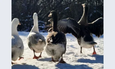 На Орловщину придёт мороз до −15°С