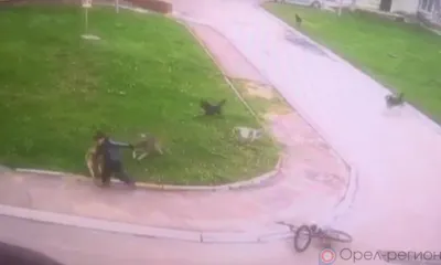В Орле бродячие собаки накинулись на ребёнка