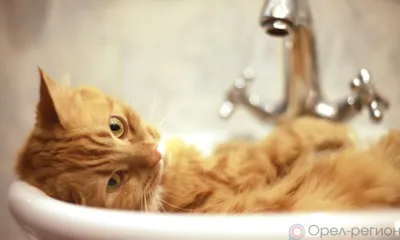 Завтра в Орле два дома по ул. Песковской останутся без воды