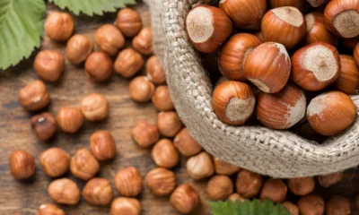 В Орловскую область ввезли 950 саженцев фундука из Беларуси