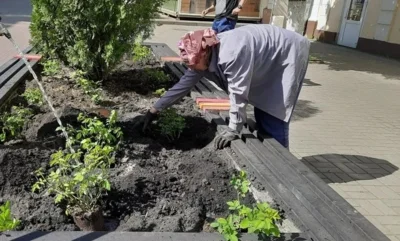 На улице Ленина в Орле высадят более 400 кустов чайно-гибридных роз