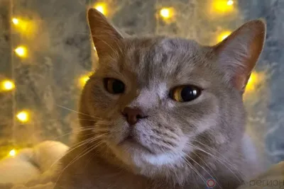 В части Орла отключили свет и холодную воду