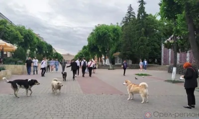 Закон о братьях меньших