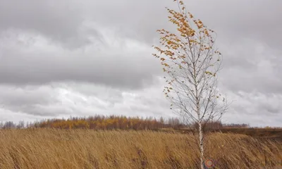 На Орловщине ожидается ветер до 22 м/с