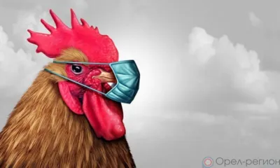 На Орловщине введён карантин из-за выявления очага птичьего гриппа