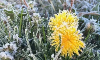 Порывистый ветер и заморозки ожидаются в Орловской области