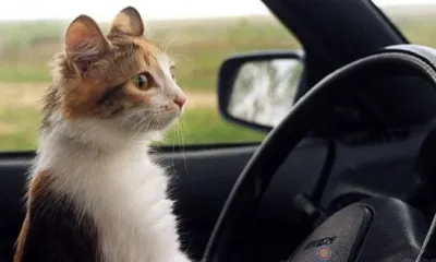 Орловцам до 15 октября ограничат выезд из Болховского микрорайона